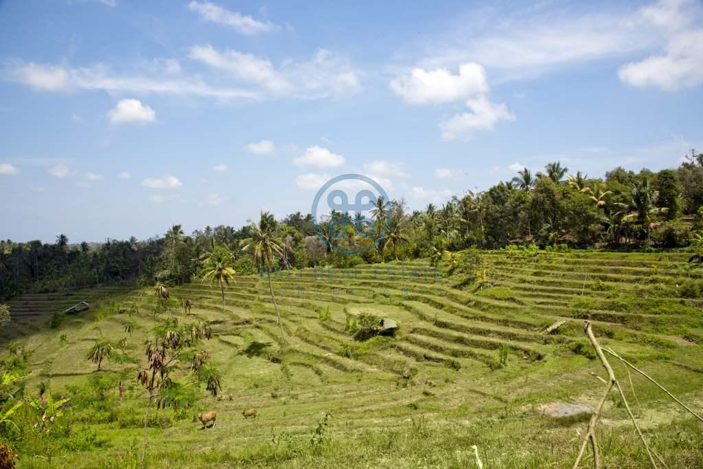 are land rice field view negara for sale rent