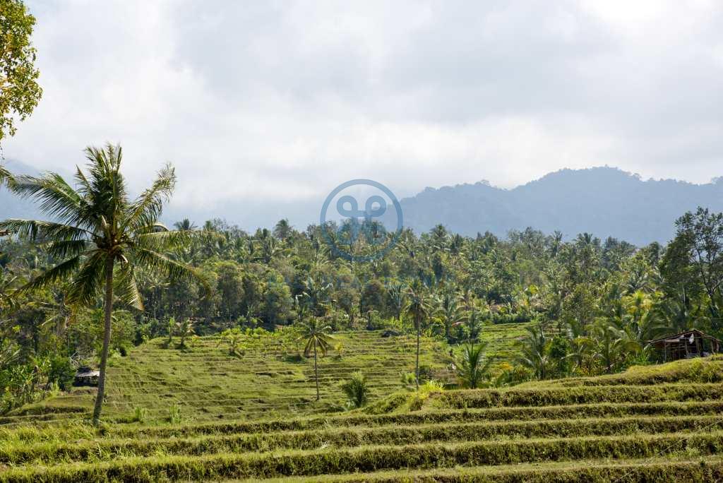 are land rice field view negara for sale rent