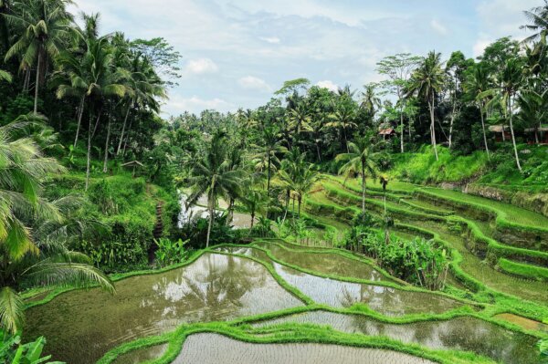 Lush green rice terraces and palm trees representing protected Green Zones, illustrating common mistakes buying property in Bali.